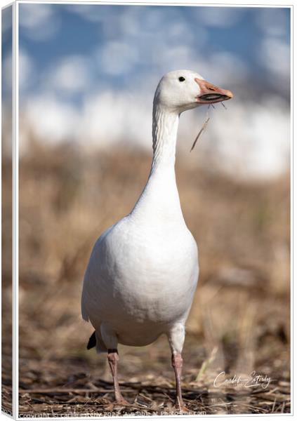 Snow Goose Canvas Print by carlile esterly