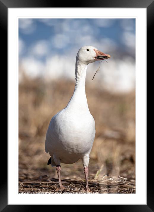 Snow Goose Framed Mounted Print by carlile esterly