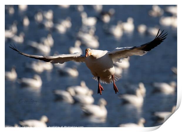 Landing Gear Down Print by carlile esterly