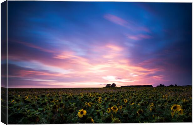 Sunflowers at Tilshead Canvas Print by Garry Stratton
