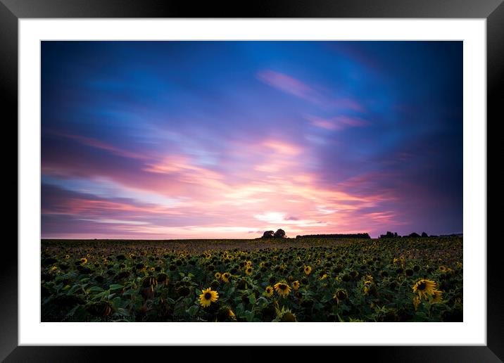 Sunflowers at Tilshead Framed Mounted Print by Garry Stratton