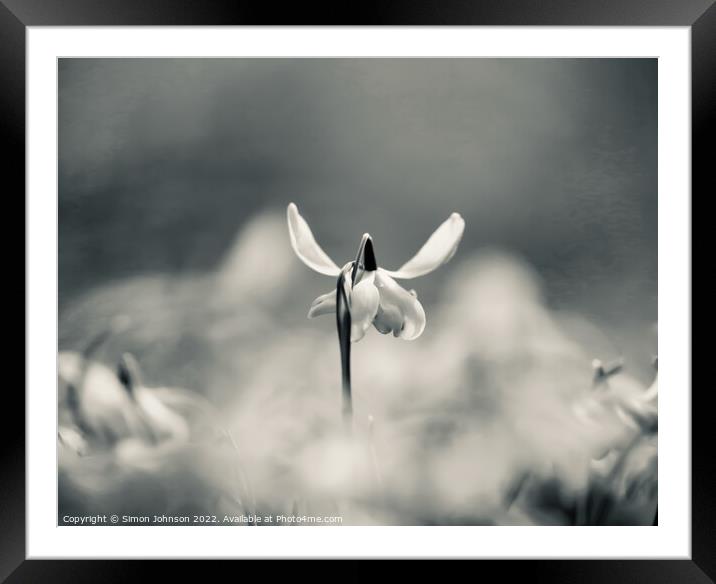 Snowdrop with ears Framed Mounted Print by Simon Johnson
