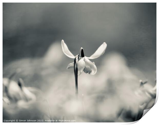 Snowdrop with ears Print by Simon Johnson