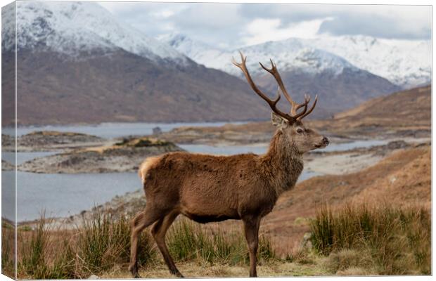 Red Deer Stag in Scottish Highlands Canvas Print by Derek Beattie