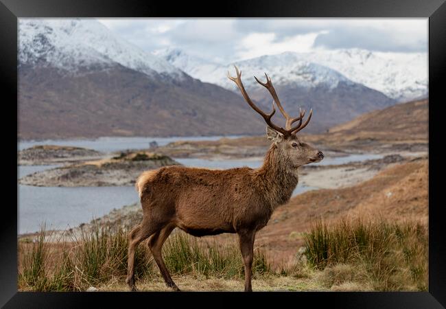 Red Deer Stag in Scottish Highlands Framed Print by Derek Beattie