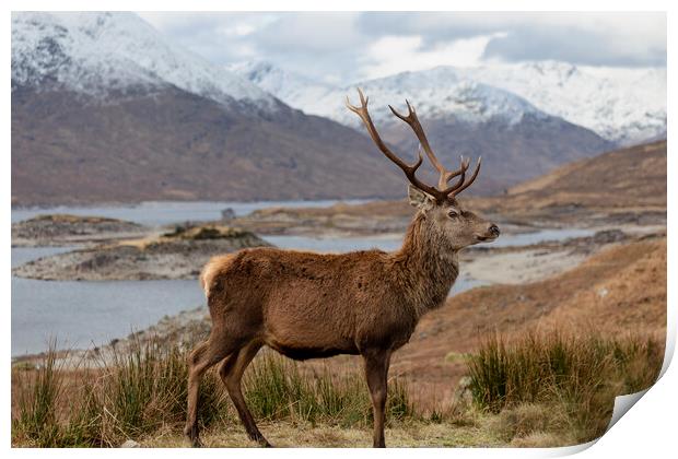 Red Deer Stag in Scottish Highlands Print by Derek Beattie