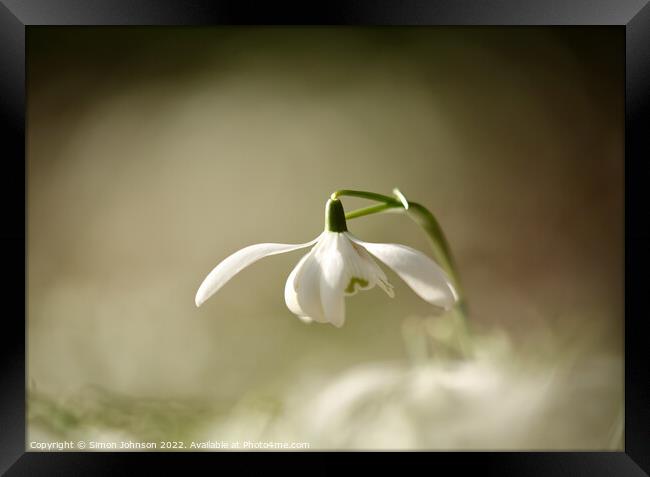 Snowdrop flower Framed Print by Simon Johnson
