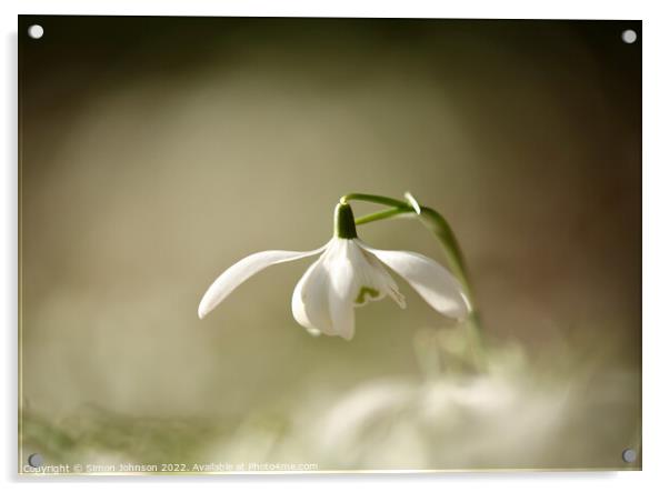 Snowdrop flower Acrylic by Simon Johnson