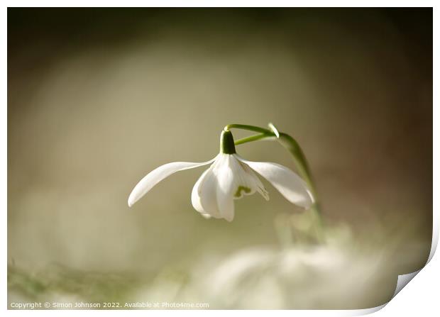 Snowdrop flower Print by Simon Johnson