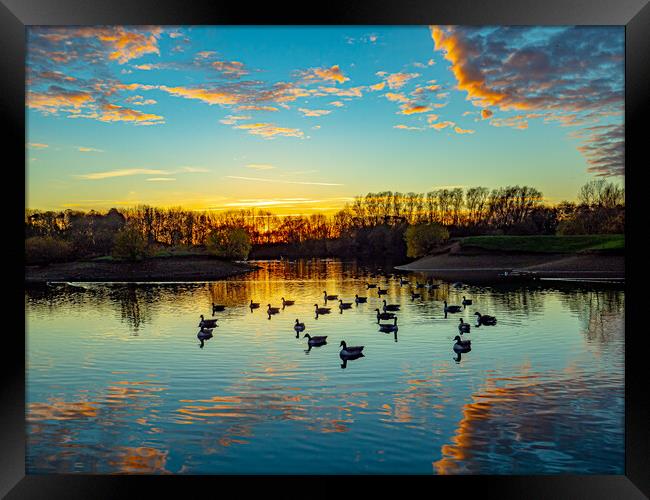 Canadian Geese at Sunset Framed Print by Tony Millward