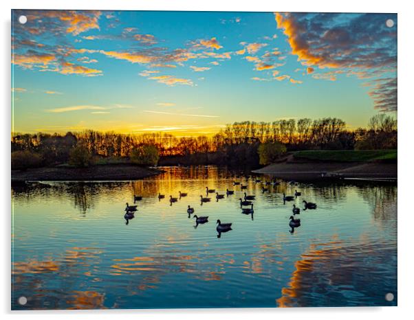 Canadian Geese at Sunset Acrylic by Tony Millward