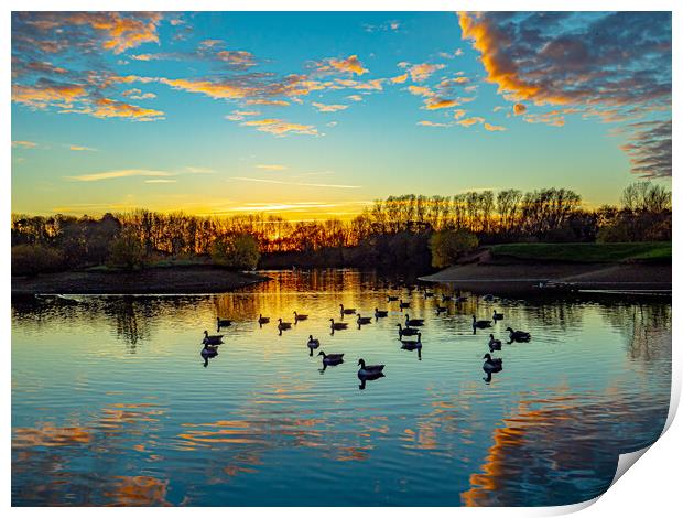 Canadian Geese at Sunset Print by Tony Millward