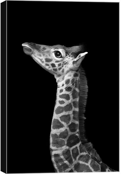 Young Giraffe B&W Canvas Print by Celtic Origins