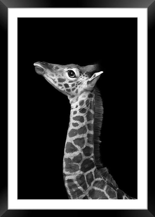 Young Giraffe B&W Framed Mounted Print by Celtic Origins