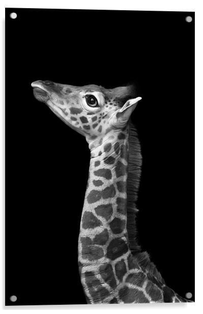 Young Giraffe B&W Acrylic by Celtic Origins