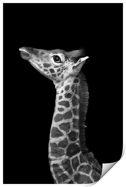 Young Giraffe B&W Print by Celtic Origins