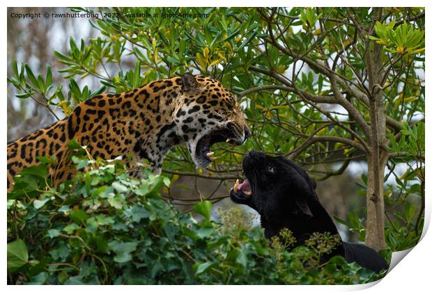 Jaguar Catfight Print by rawshutterbug 