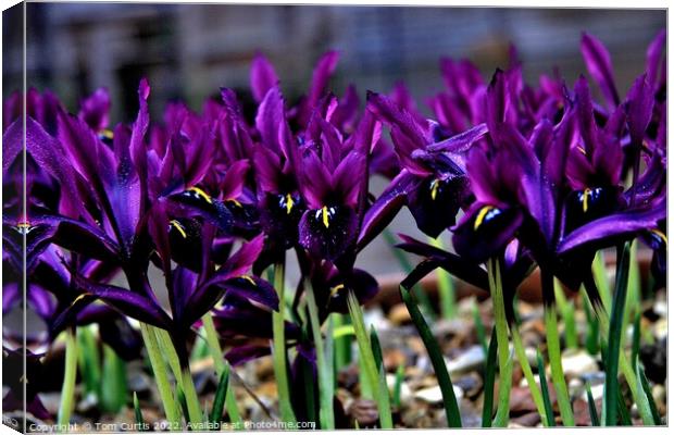 Bunch of Iris George Canvas Print by Tom Curtis