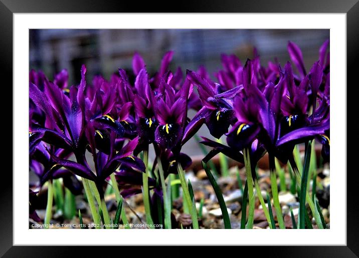 Bunch of Iris George Framed Mounted Print by Tom Curtis