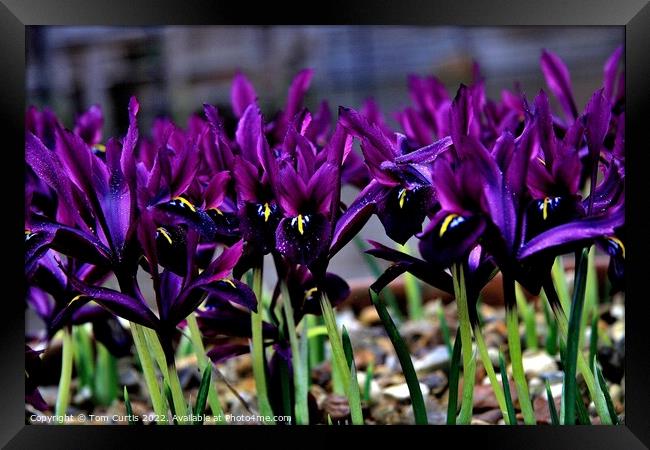 Bunch of Iris George Framed Print by Tom Curtis