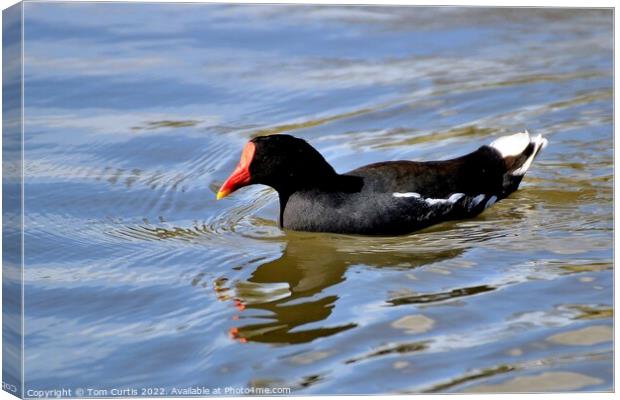 Moorhen with reflections Canvas Print by Tom Curtis