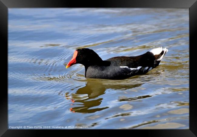 Moorhen with reflections Framed Print by Tom Curtis