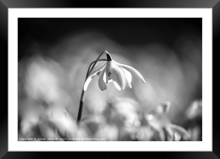 Wind blown Snowdrop Framed Mounted Print by Simon Johnson
