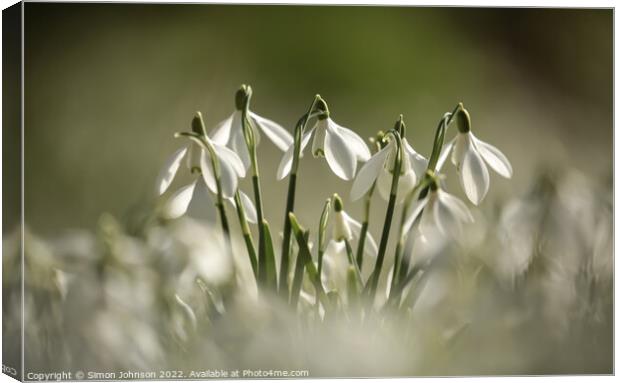 A collection of Snowdrop flowers Canvas Print by Simon Johnson