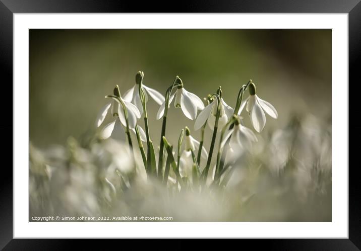 A collection of Snowdrop flowers Framed Mounted Print by Simon Johnson