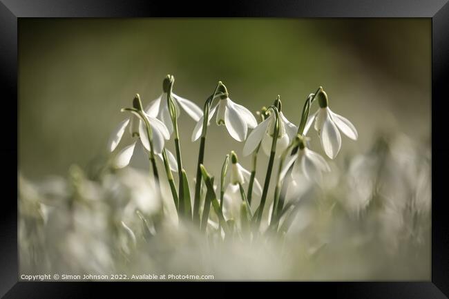 A collection of Snowdrop flowers Framed Print by Simon Johnson