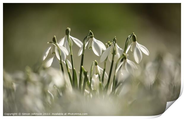 A collection of Snowdrop flowers Print by Simon Johnson