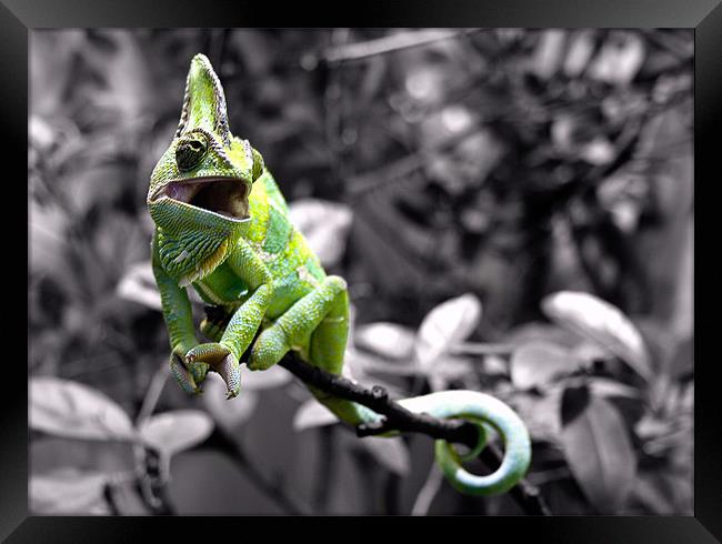 Chameleon showing his Colour. Framed Print by Celtic Origins