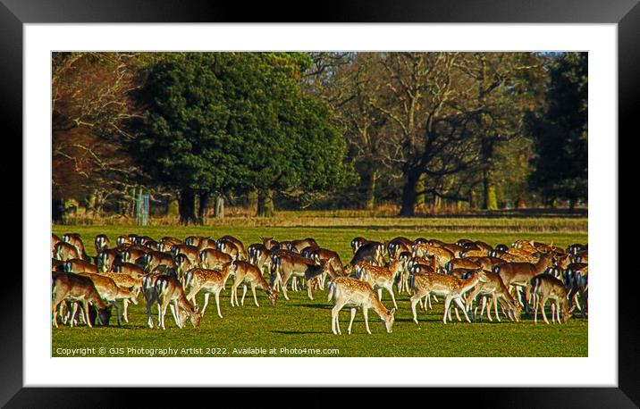 Deer Grazing Framed Mounted Print by GJS Photography Artist