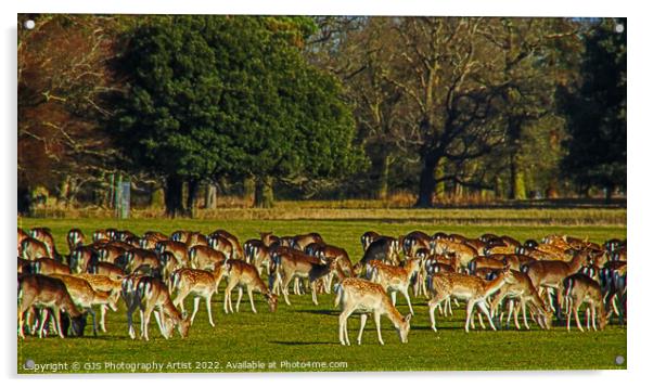 Deer Grazing Acrylic by GJS Photography Artist