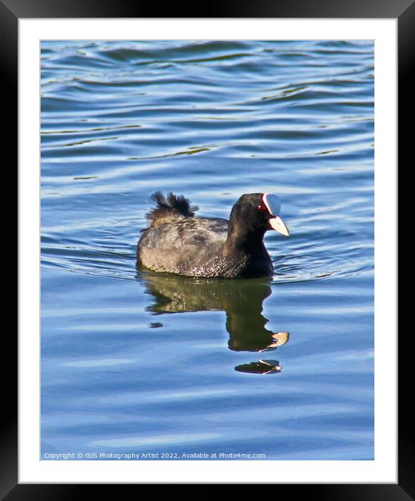 Moorhen  Reflection and Ripples Framed Mounted Print by GJS Photography Artist