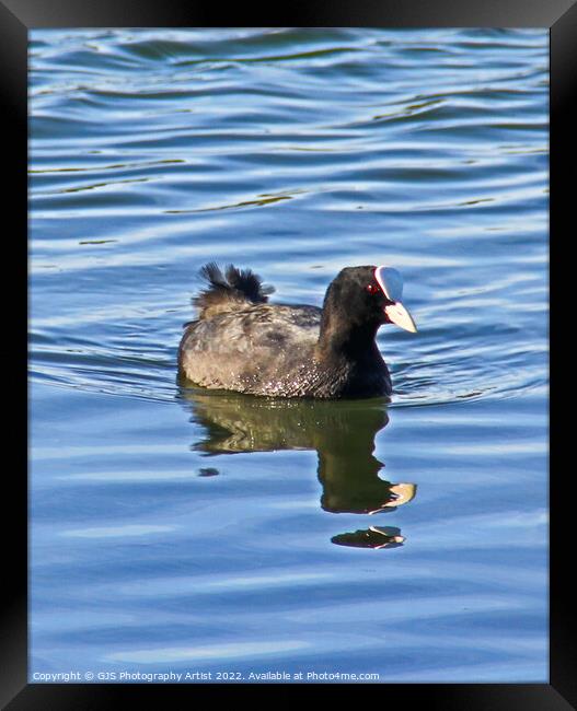 Moorhen  Reflection and Ripples Framed Print by GJS Photography Artist
