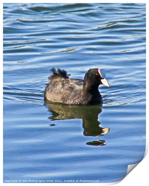 Moorhen  Reflection and Ripples Print by GJS Photography Artist