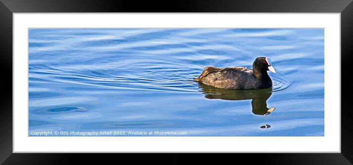 Moorhen Ripples and Reflects Framed Mounted Print by GJS Photography Artist
