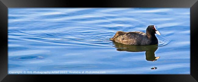 Moorhen Ripples and Reflects Framed Print by GJS Photography Artist