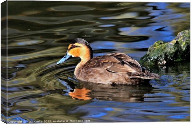 Philippine Duck and reflections Canvas Print by Tom Curtis