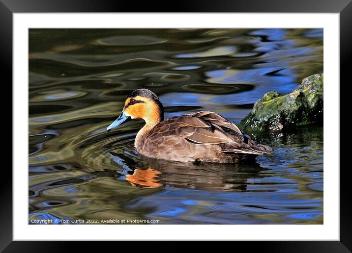 Philippine Duck and reflections Framed Mounted Print by Tom Curtis