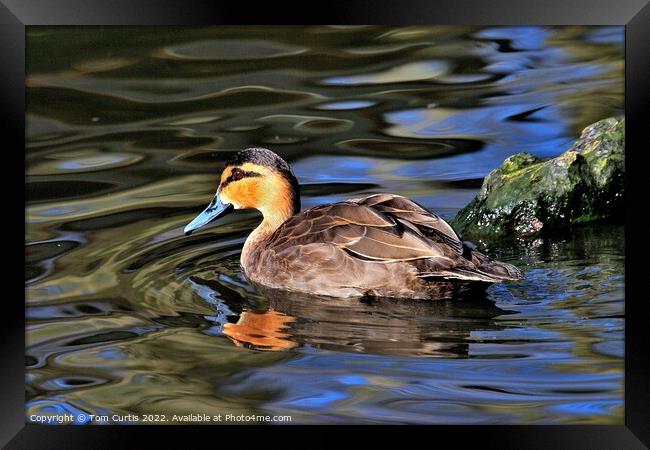 Philippine Duck and reflections Framed Print by Tom Curtis