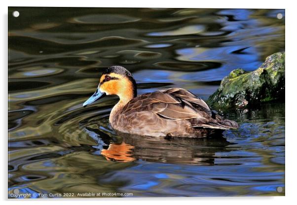 Philippine Duck and reflections Acrylic by Tom Curtis