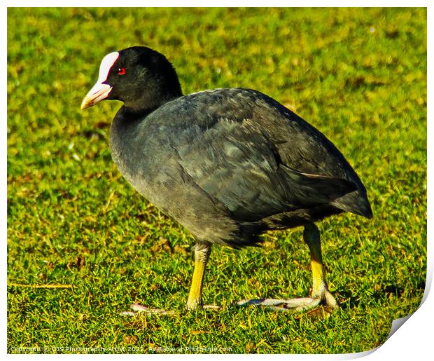 Moorhen out of Water Print by GJS Photography Artist