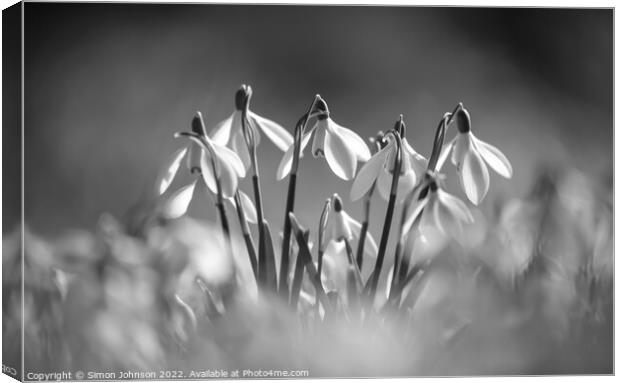 Snowdrops Canvas Print by Simon Johnson