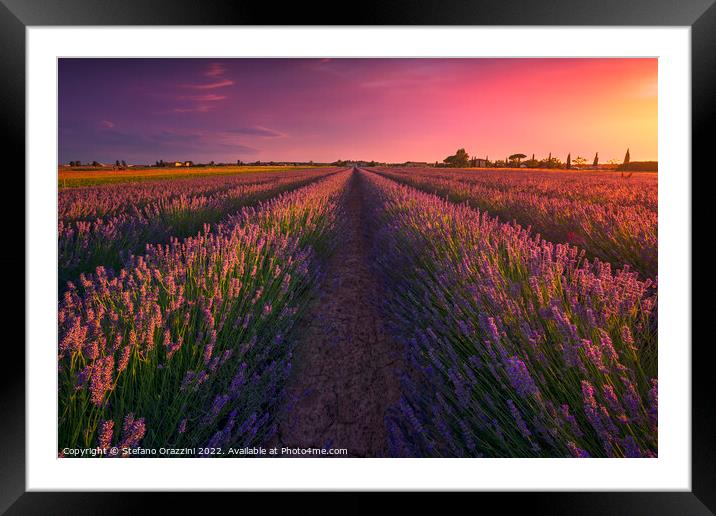 Lavender flowers fields and beautiful sunset. Marina di Cecina,  Framed Mounted Print by Stefano Orazzini