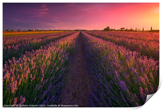 Lavender flowers fields and beautiful sunset. Marina di Cecina,  Print by Stefano Orazzini