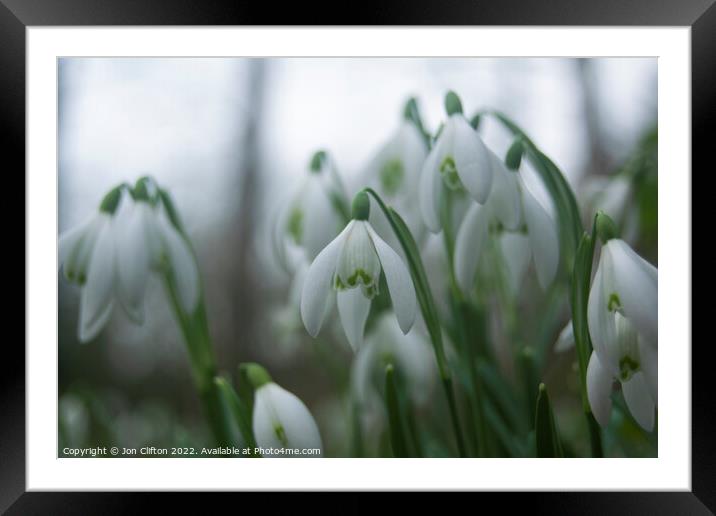 Snowdrops - Norfolk Framed Mounted Print by Jon Clifton