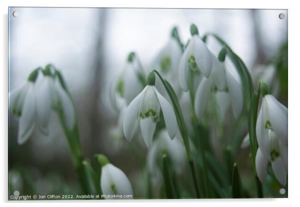 Snowdrops - Norfolk Acrylic by Jon Clifton