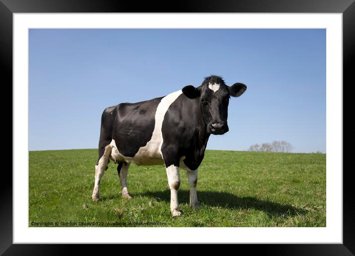 A young black and white cow standing in a lush green field Framed Mounted Print by Gordon Dixon